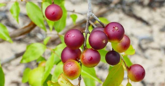 Do camu-camu ao pirarucu: o poder da mesa amazônica na sua saúde
