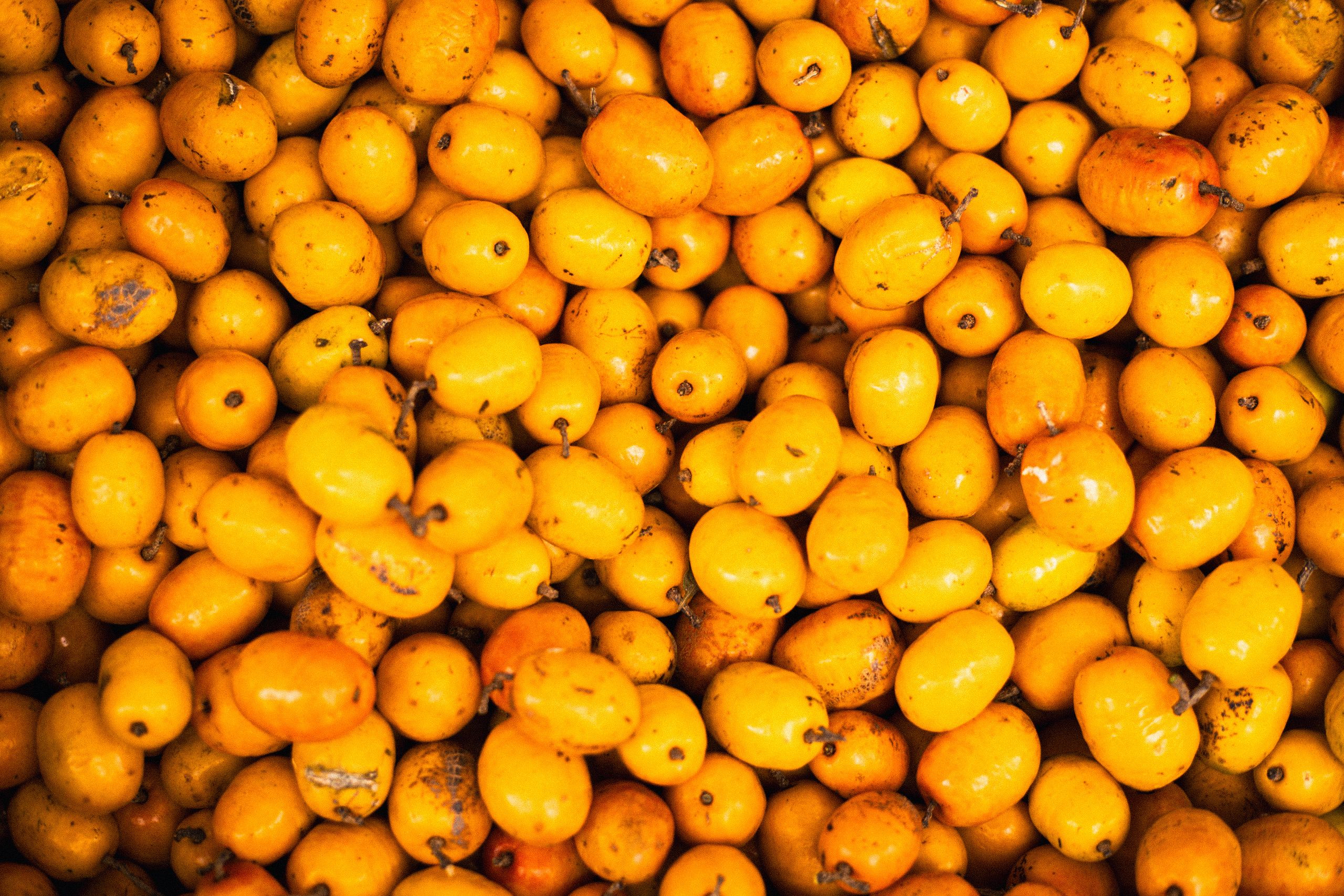 Taperebá: a fruta amazônica ácida que tem mais vitamina C do que muita gente imagina