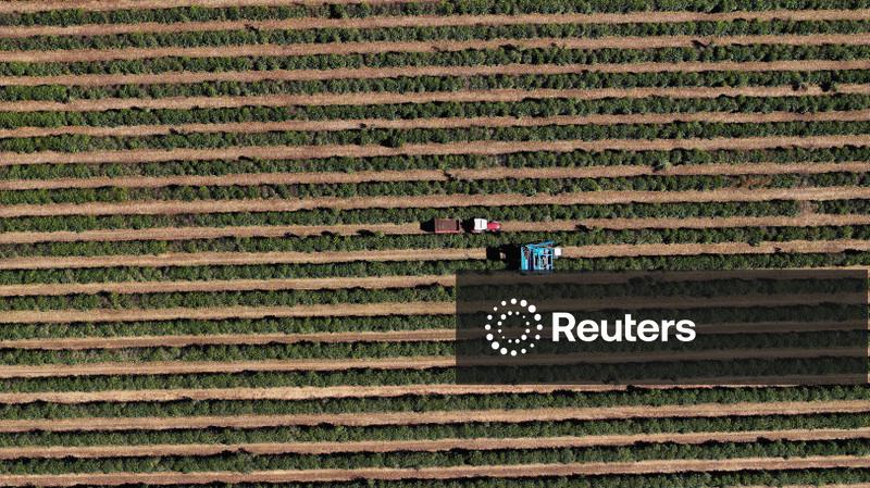 Preços do café arábica recuam devido às fortes exportações do Brasil