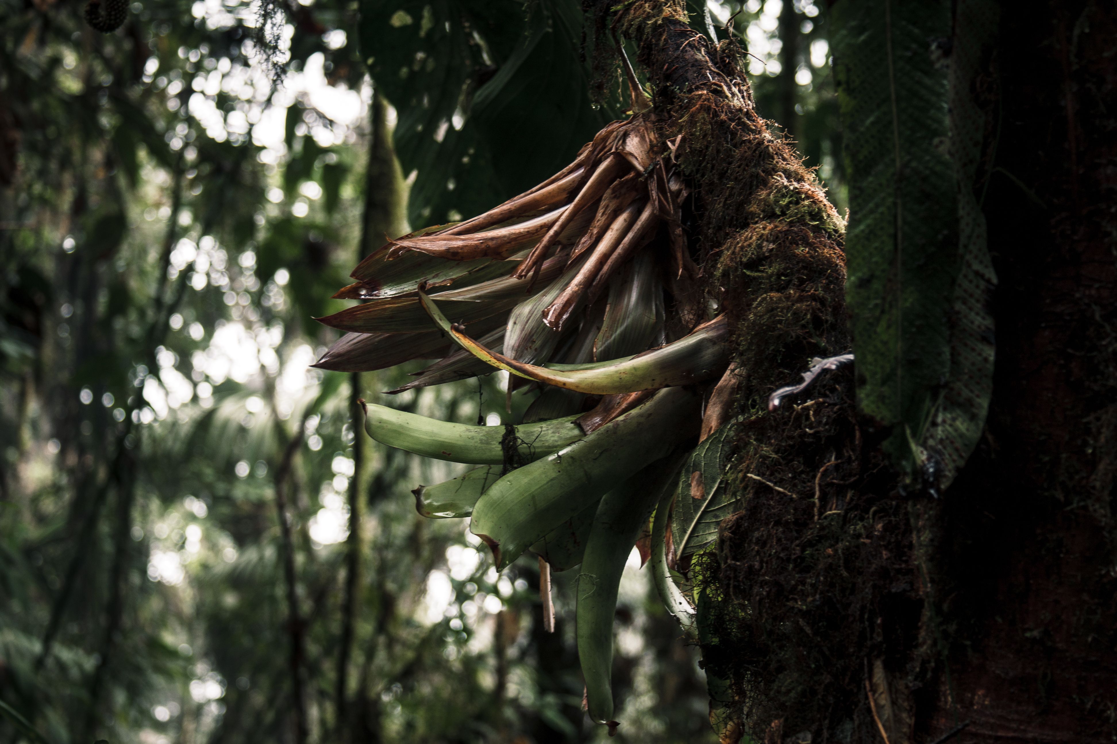 Do solo degradado ao perfume fino: a raiz amazônica que rende US$ 500 o quilo