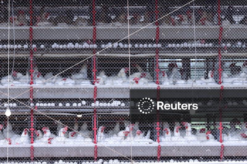 Exportação de carne de frango do Brasil salta em agosto com China; carne bovina vai na direção oposta