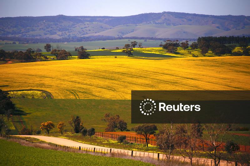 Processadoras da China compram canola australiana, nos primeiros negócios desde 2020