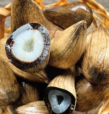 Murumuru: a manteiga amazônica que perfumava salões europeus nos anos 1940 e hoje é testada para deixar remédios mais seguros