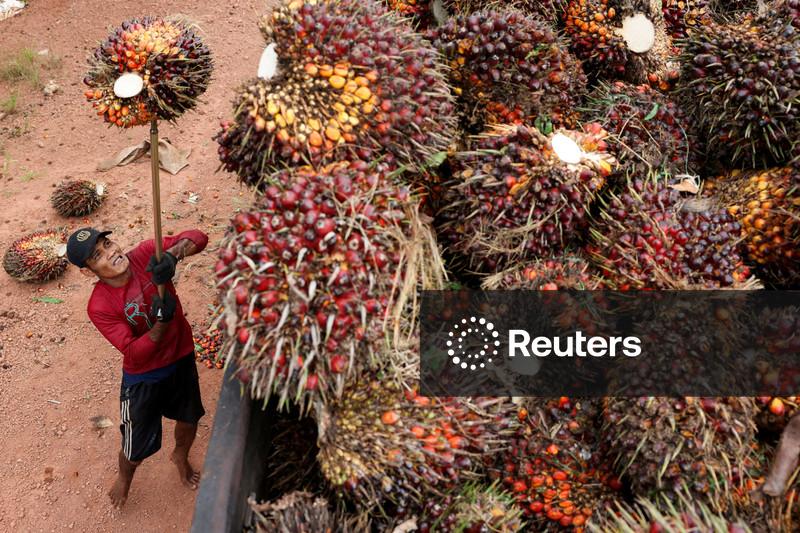 Exportações de óleo de palma da Indonésia sobem 15,4% em julho, mas caem no acumulado do ano