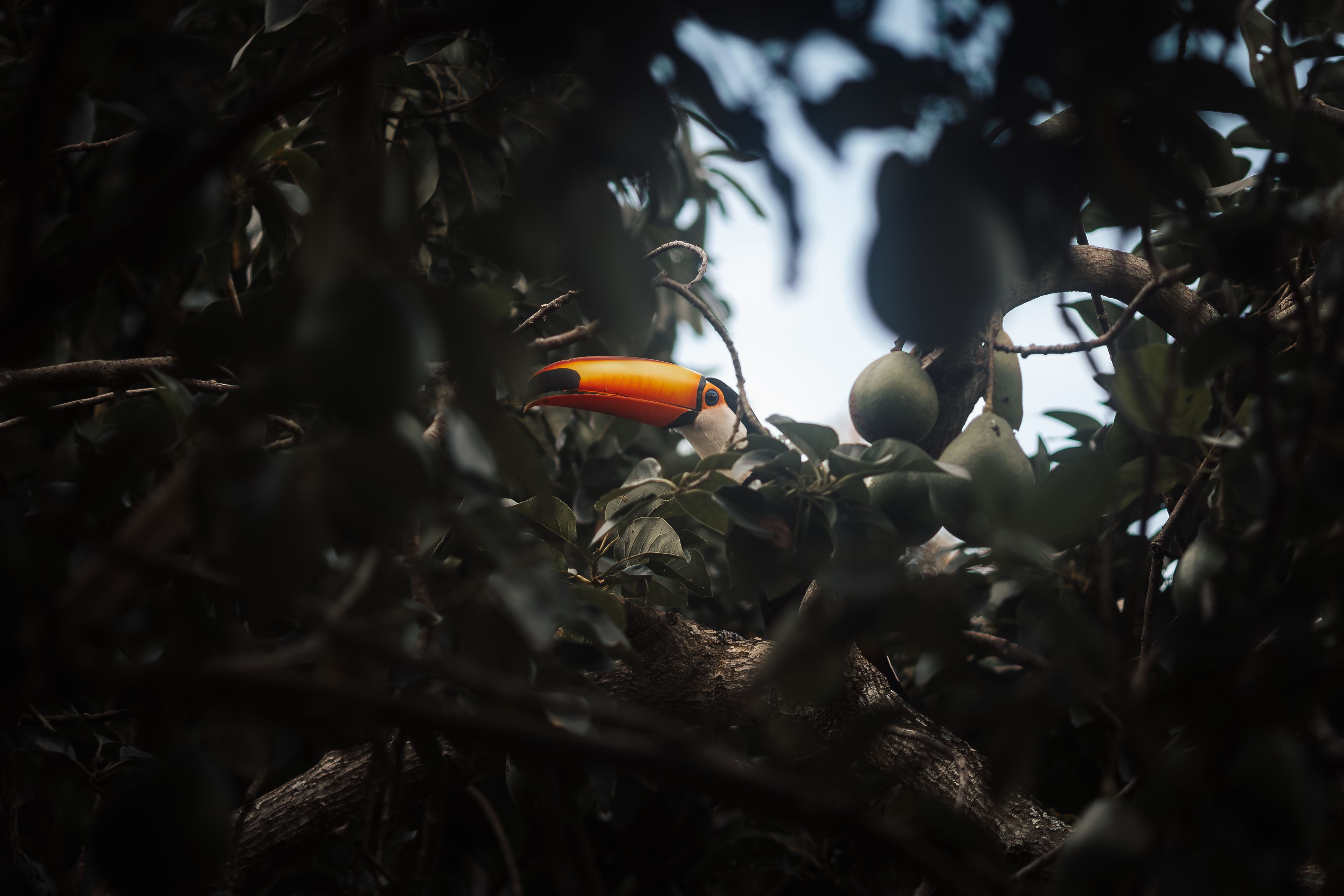 Uxi: a fruta amazônica de manteiga aromática que a ciência ainda não confirmou como remédio