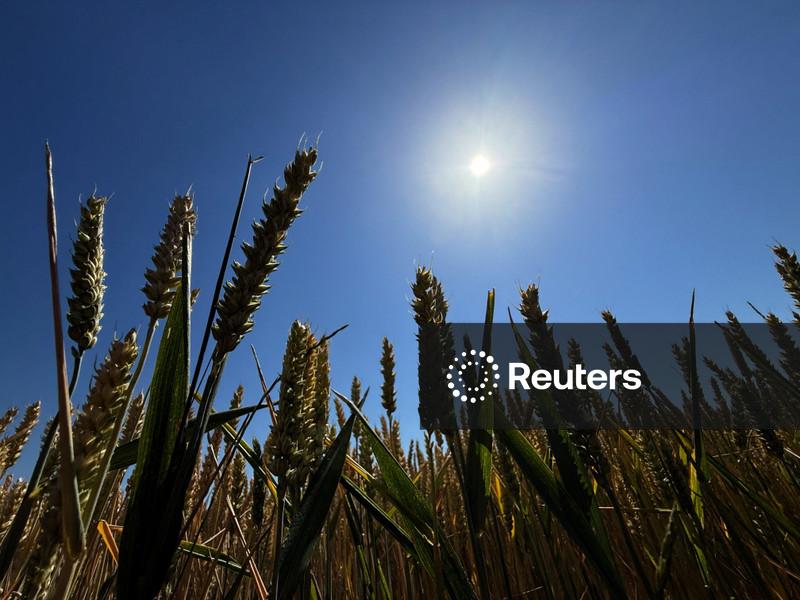 Safra de grãos da Alemanha recua 7,3% em 2026 após onda de calor, diz governo