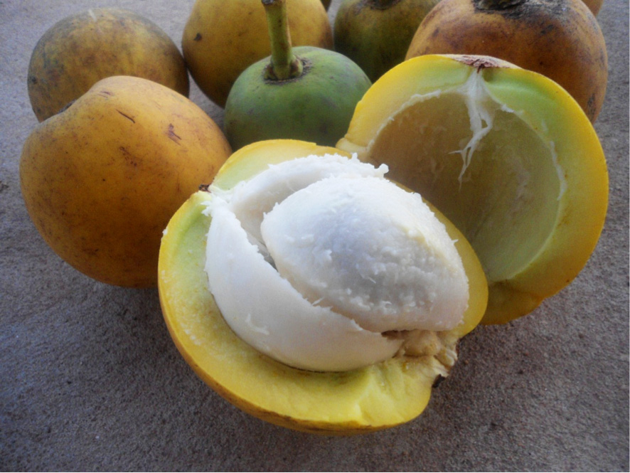 Bacuri: a fruta amazônica cuja manteiga é usada há gerações, mas ainda não foi testada em humanos