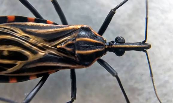 Estudo mapeia avanço do inseto transmissor da doença de Chagas no RN