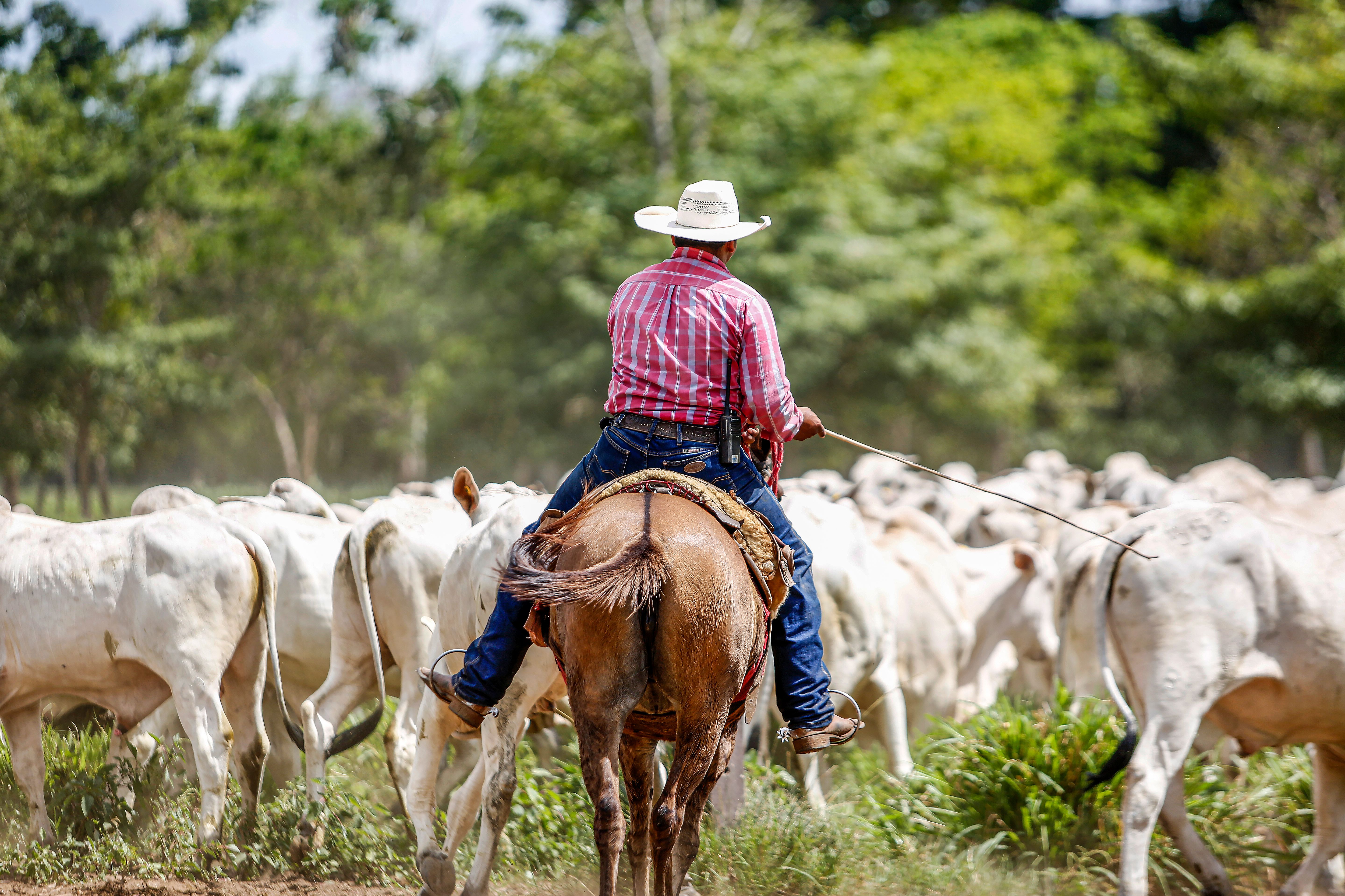Abate de bois e porcos cresce no país, mas frango perde ritmo no trimestre