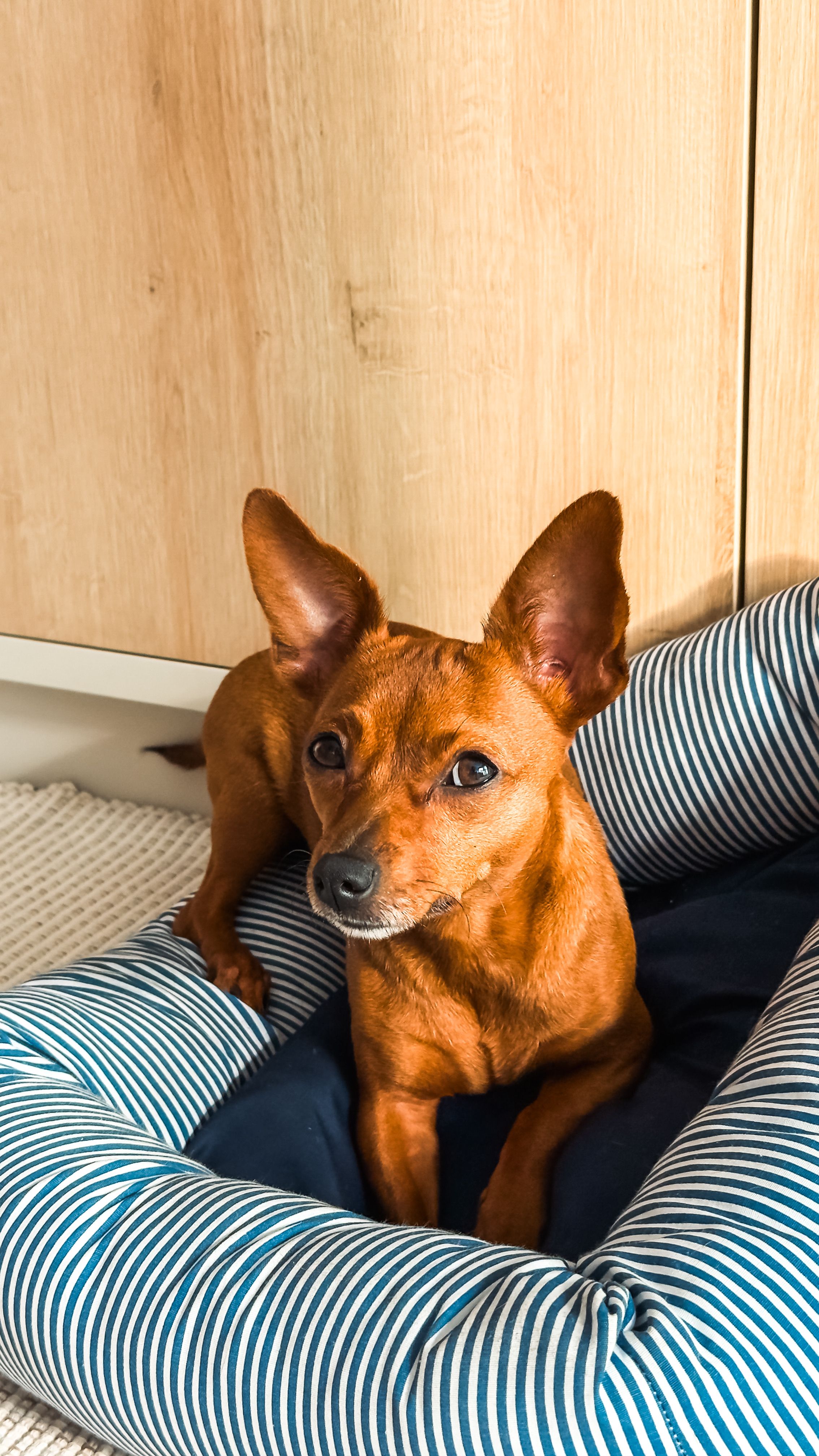 Pinscher: o pequeno guardião alemão que conquistou os apartamentos brasileiros