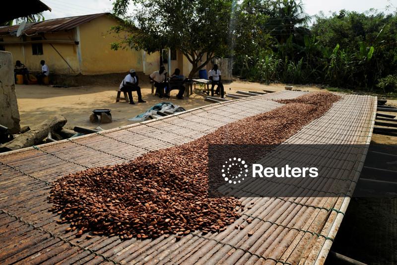 Cacau acumula queda de 11% na semana em Nova York; açúcar tem a menor cotação em 3 semanas