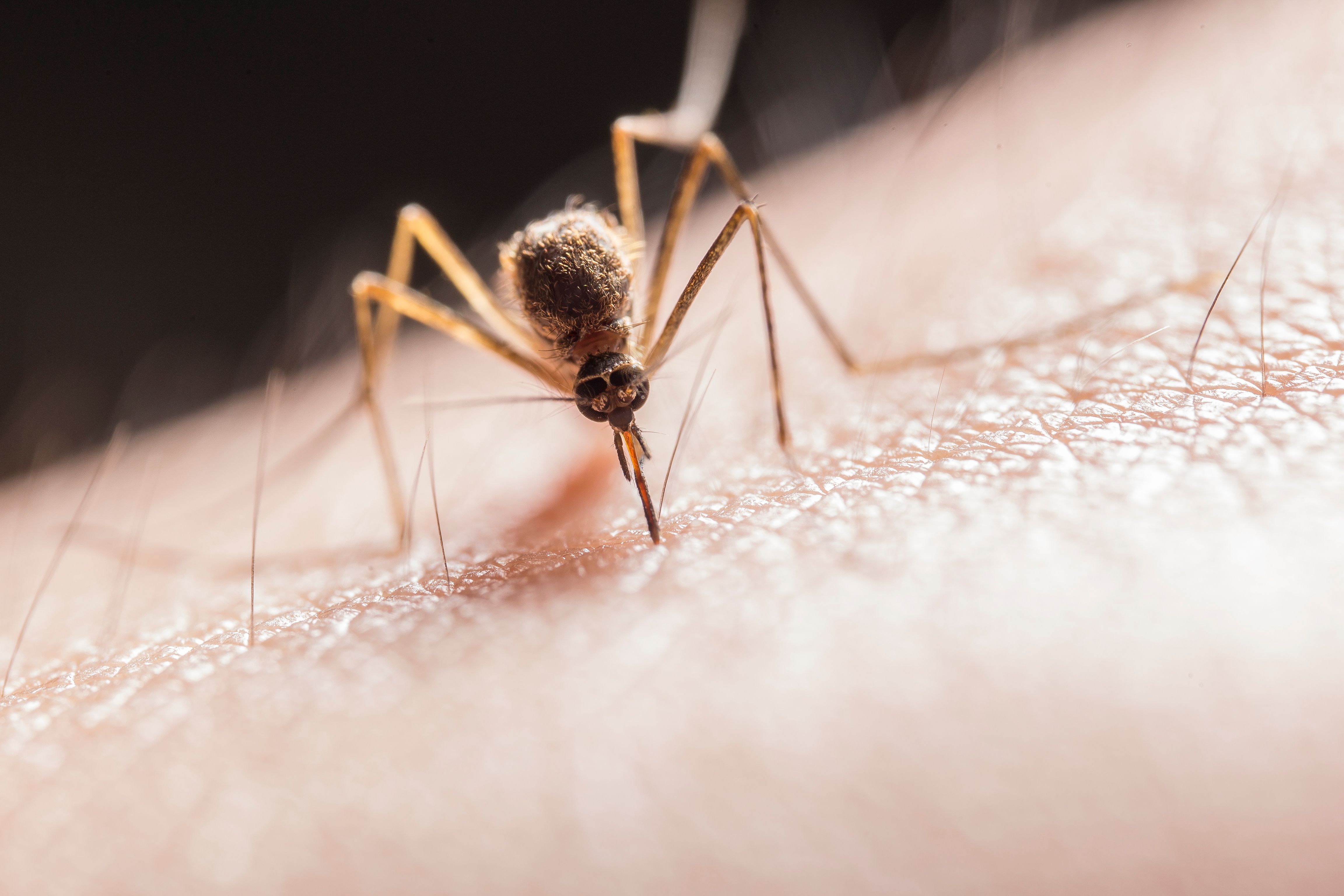 Mutirão no Barreiro leva combate ao Aedes aegypti a 299 toneladas em BH