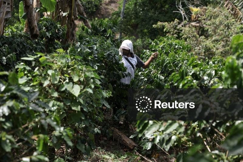 Exportações mundiais de café verde aumentaram 6,3% em julho, diz OIC