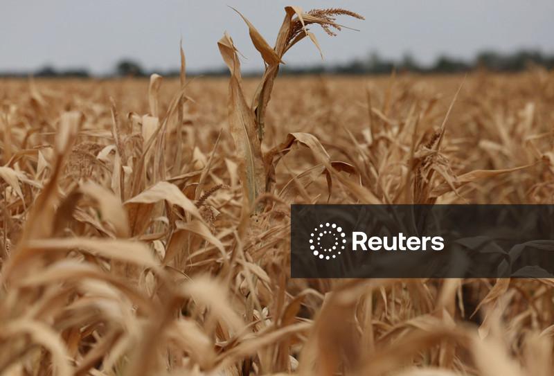 Preços mundiais dos alimentos atingem maior nível desde 2022, em meio a riscos de oferta, diz FAO