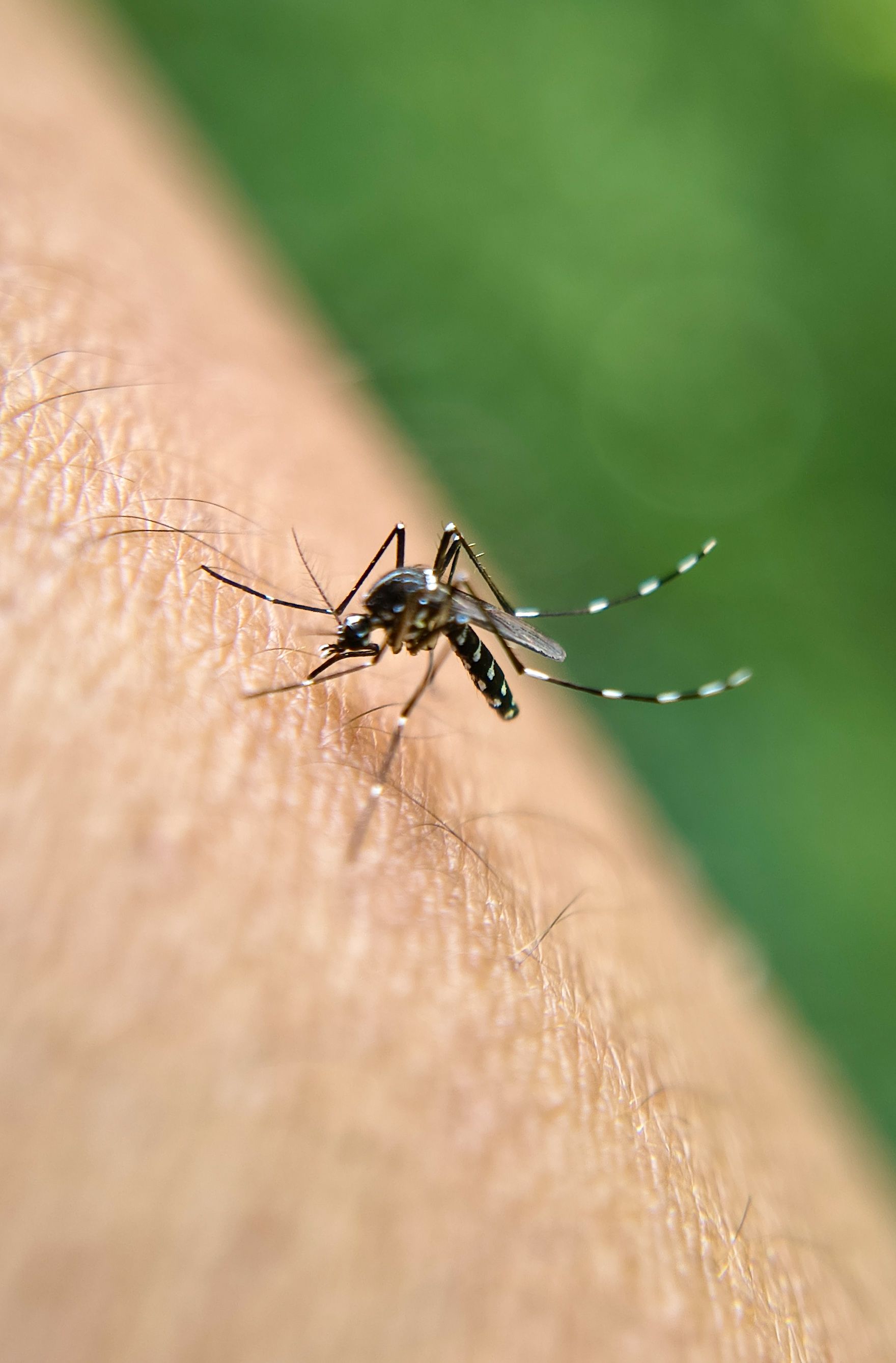 Minas Gerais soma 62 mil casos prováveis de dengue em 2026, aponta boletim estadual