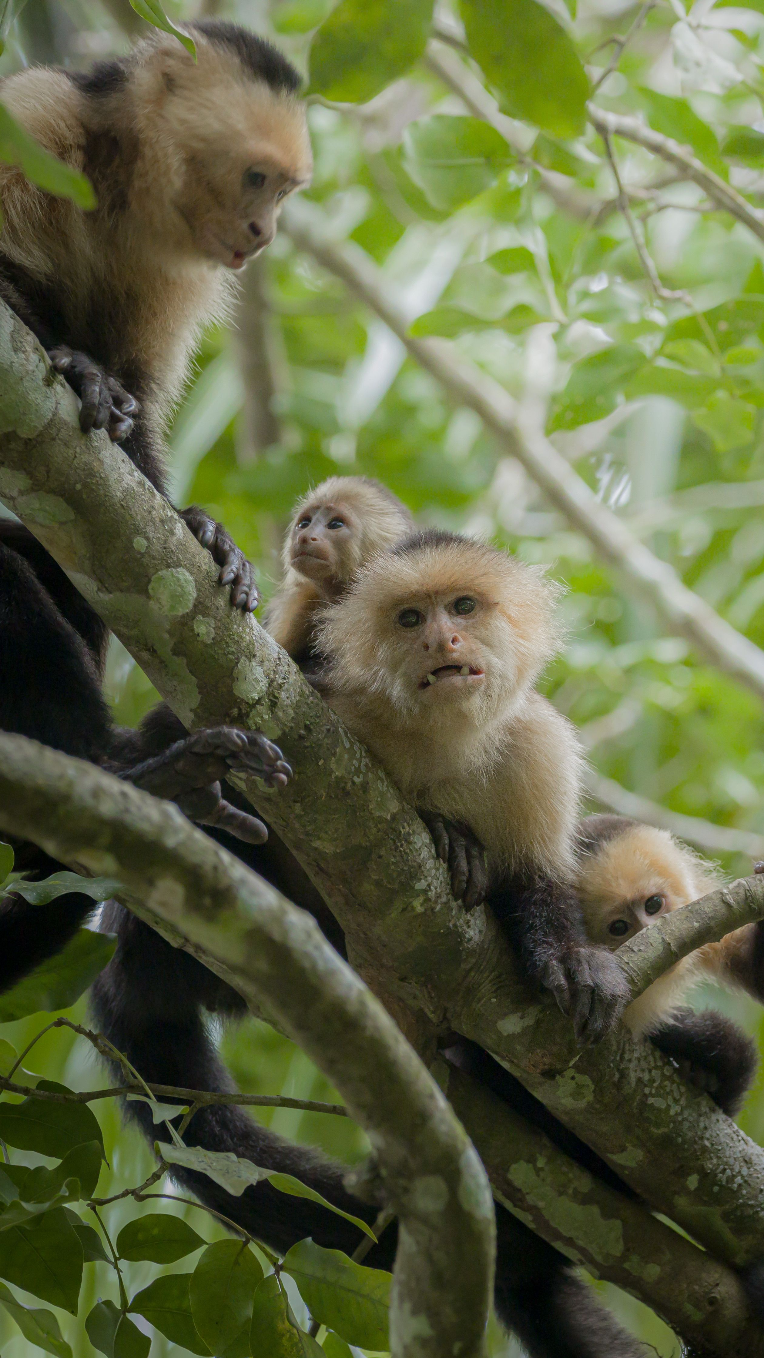 Macacos selvagens aprendem sozinhos a usar tela com IA instalada no meio da floresta