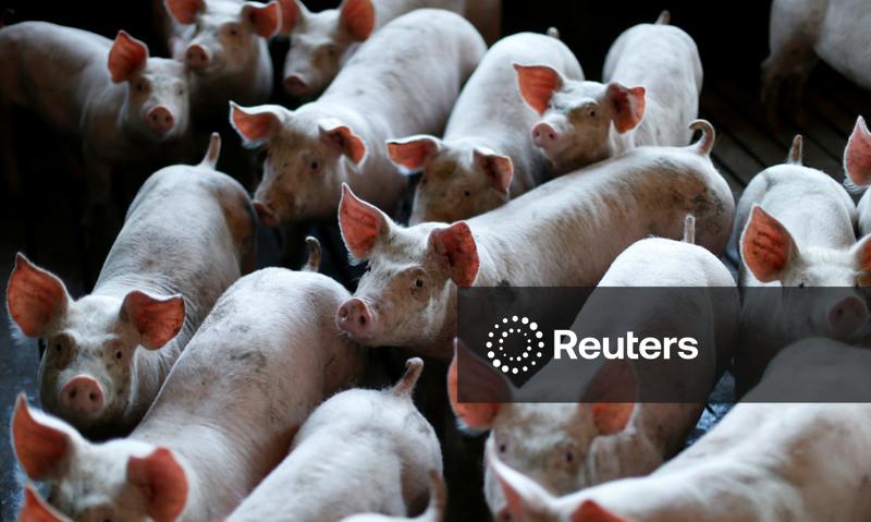 Brasil assina com China acordo para exportar miúdos suínos; ABPA vê mais de US$100 mi em receitas