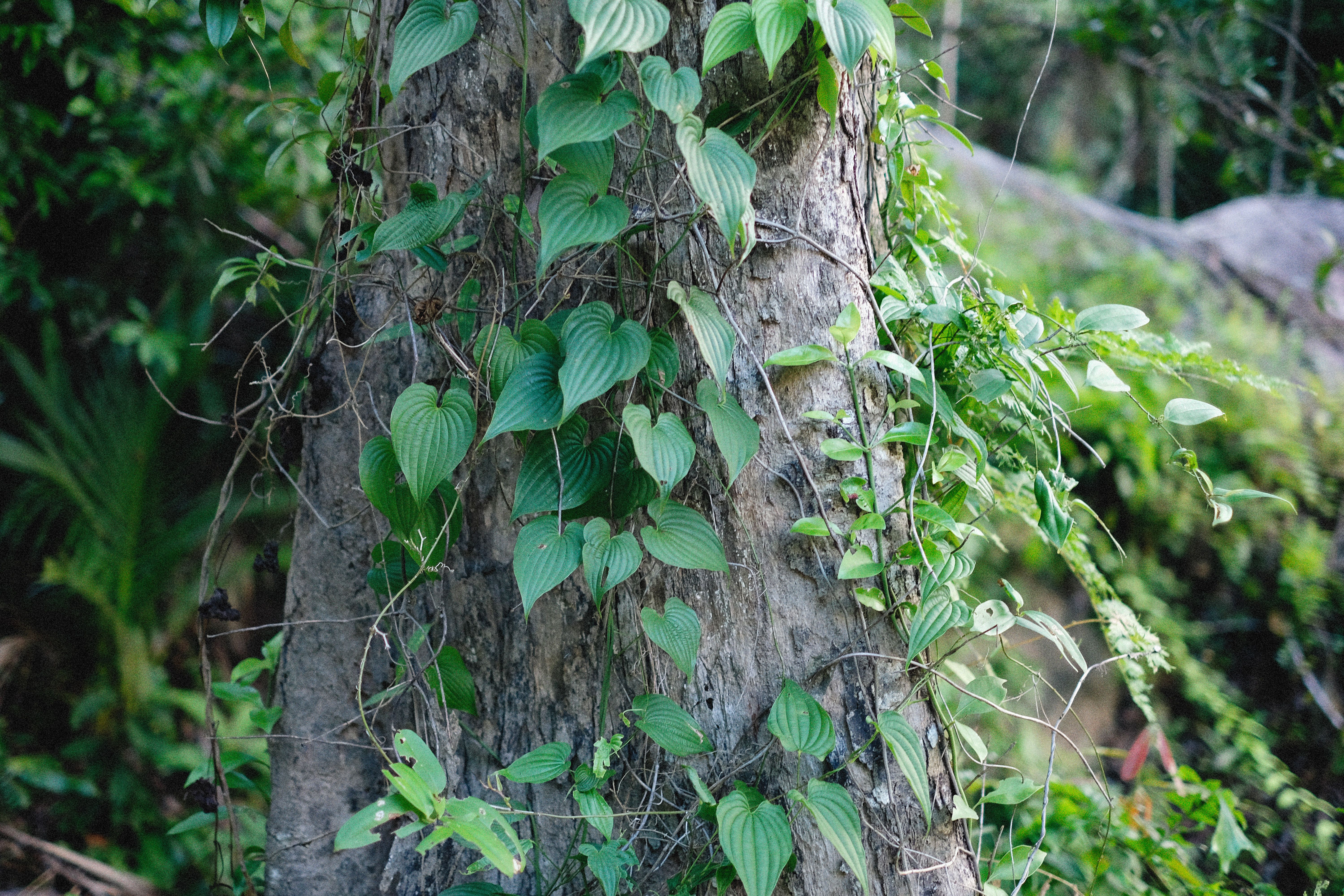 A trepadeira amazônica de até 35 metros que a medicina tradicional usa há dois mil anos