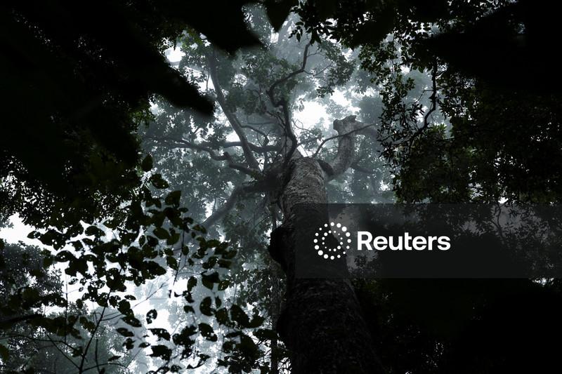 Brasil vê China como potencial compradora de créditos de carbono e mira acordo até a COP31