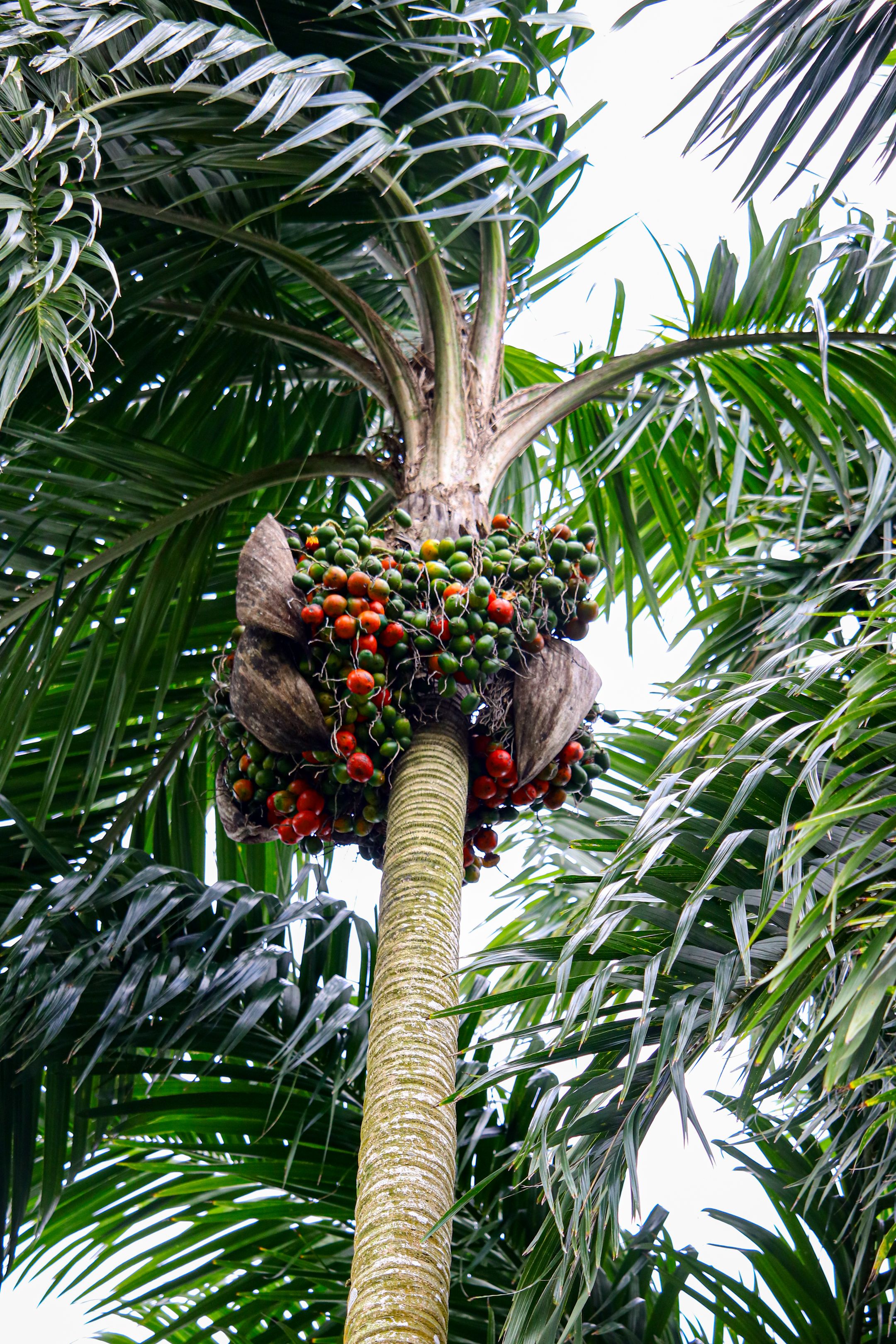 A manteiga amazônica que virou febre na cosmética e agora é testada como base de remédio