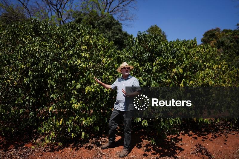 Exportações de café do Brasil superaram 4 mi sacas e marcam recorde para agosto, diz Cecafé