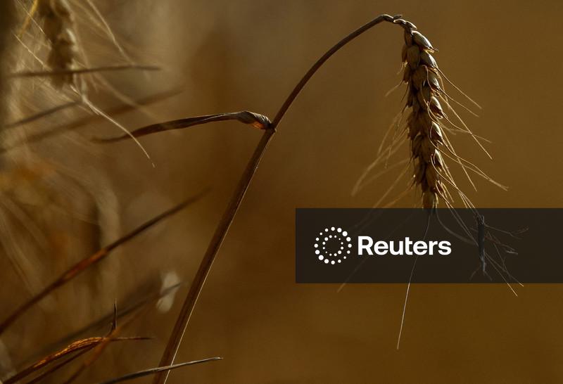 Safras da Europa atingem maturação mais cedo devido às mudanças climáticas