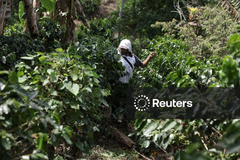 Café arábica atinge nova mínima em 5 semanas;  açúcar recua após máxima em 16 meses