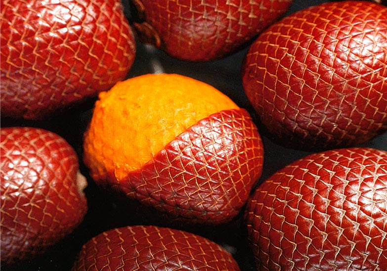 Buriti: a fruta da palmeira dos igapós que carrega uma das maiores concentrações de vitamina A já medidas
