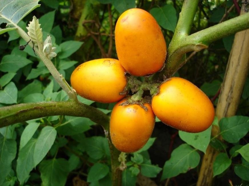 Cubiu: o tomate indígena da Amazônia que baixou colesterol em testes com ratos, mas nunca foi provado em humanos