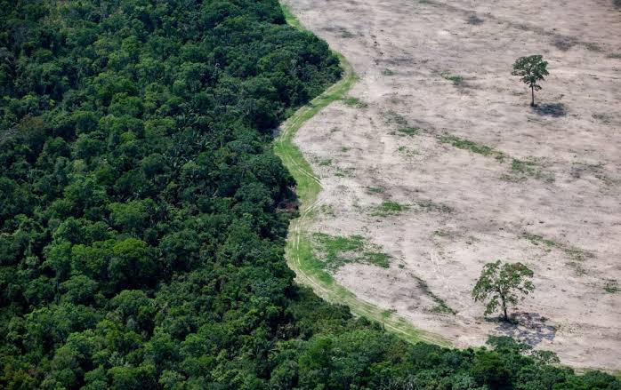 Desmatamento na Amazônia tem menor alerta da história, aponta Inpe