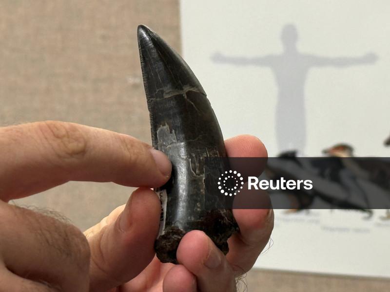 Estudo sobre dentes revela que o T. rex tinha sangue quente, semelhante a humanos