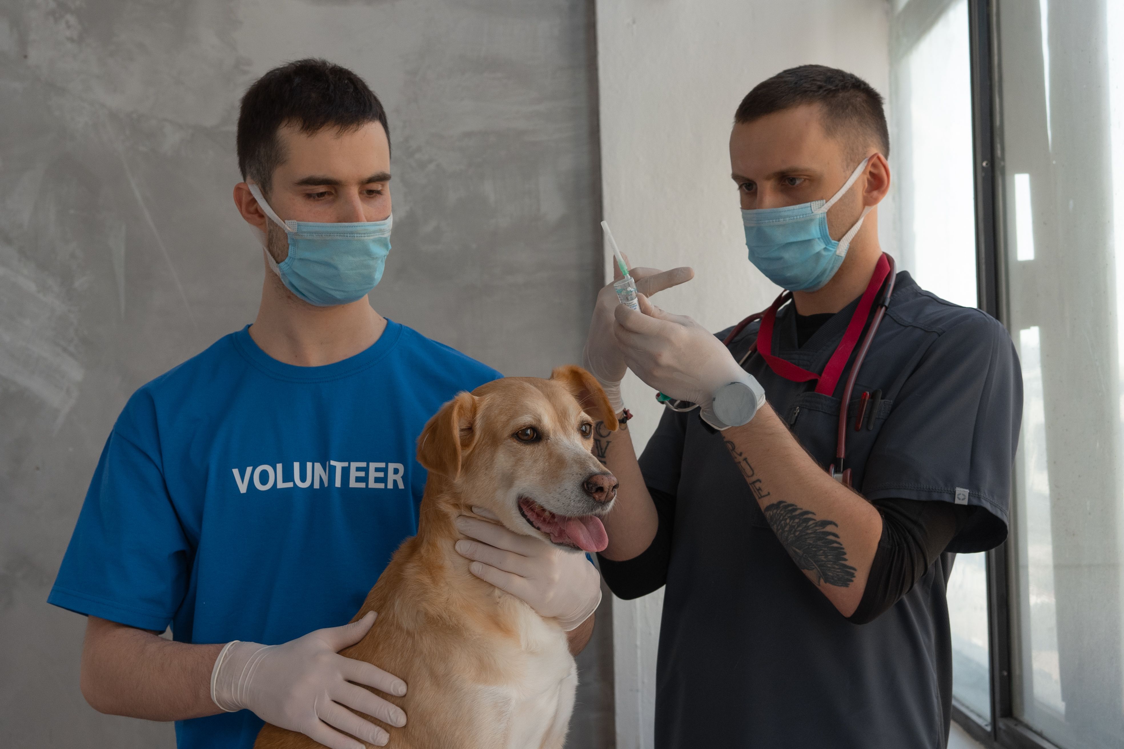 DF reforça vacinação antirrábica após primeiro caso de raiva em cão desde 2000