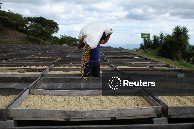 Lei da UE contra desmatamento impactará setor de café também fora da Europa, diz estudo