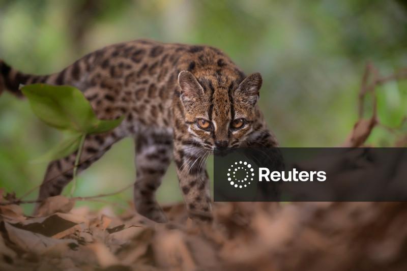 Nova espécie de gato é identificada na Bolívia, a primeira em mais de um século