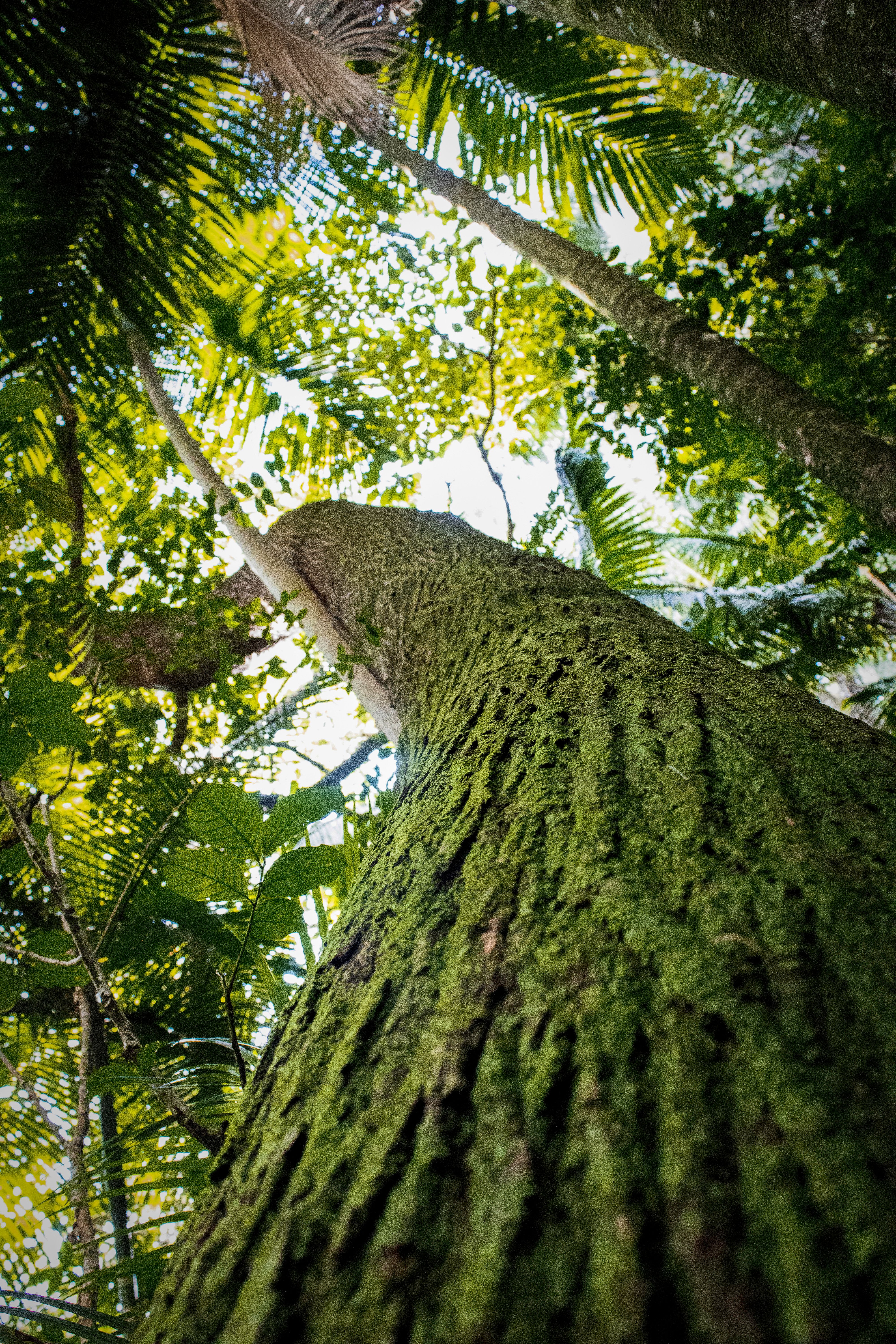 Catuaba: a casca amazônica vendida como estimulante que nunca passou por teste em humanos