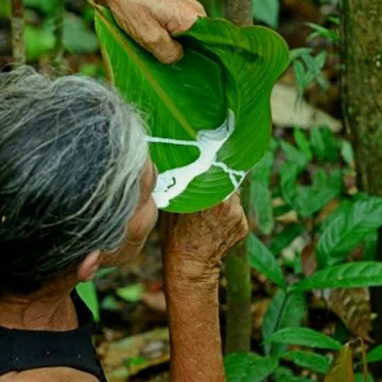 Amapá: o látex amargo tomado com mel na Amazônia que a ciência já testou contra inflamação