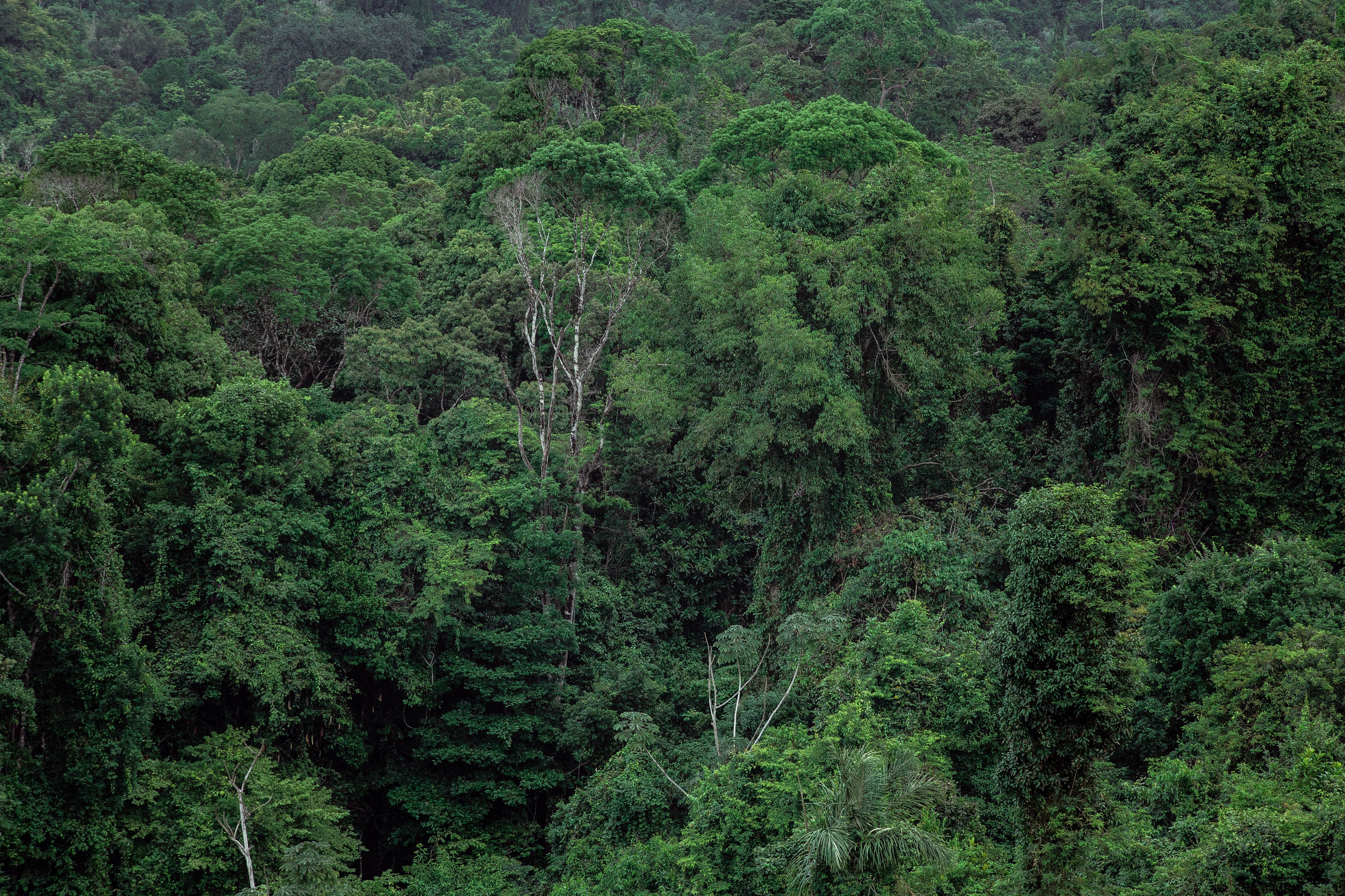 No Dia do Saci, a Amazônia tem seu próprio guardião da floresta: o Curupira, agora mascote da COP30