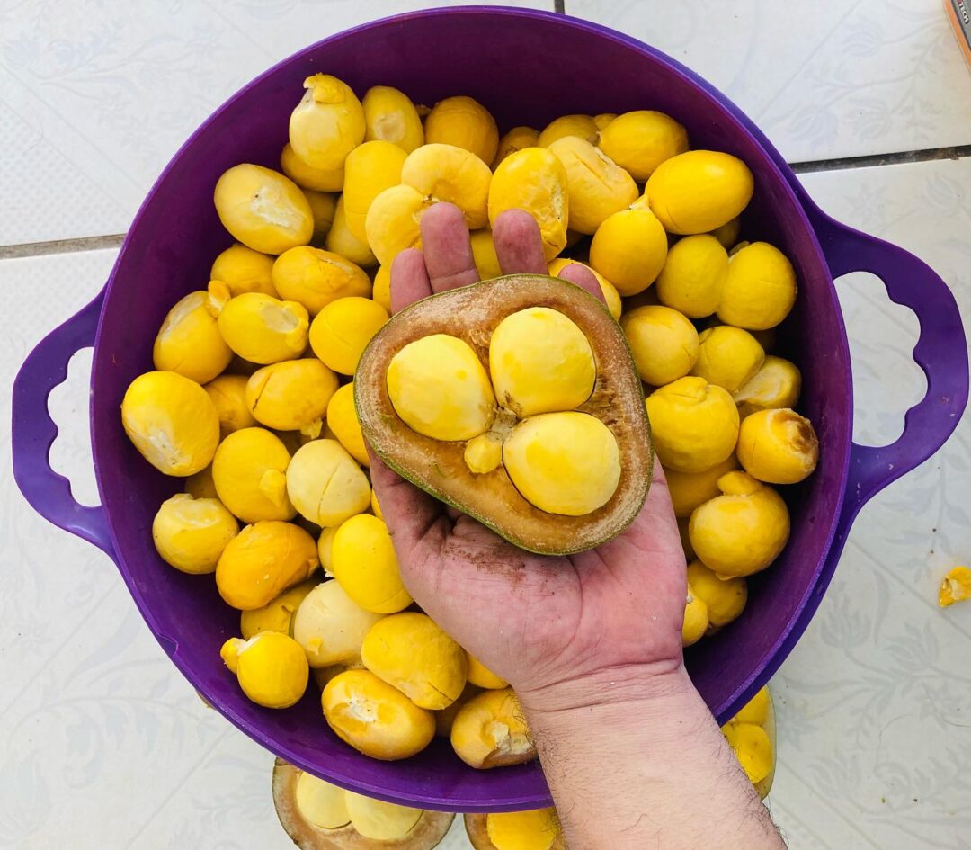 Piquiá: a fruta que só vira comida depois de cozida e já reduziu dor e inflamação em testes com animais