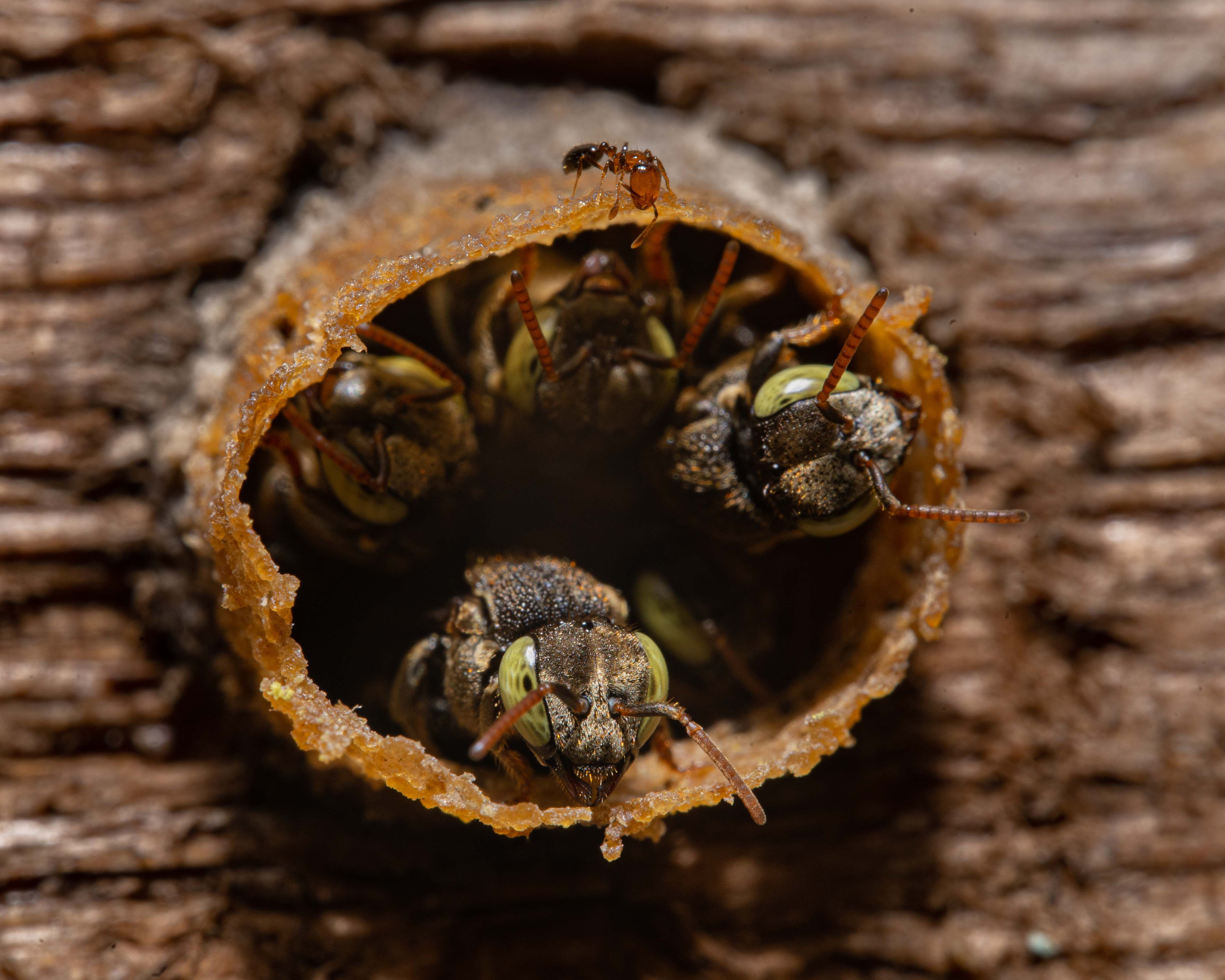 Neste Dia Nacional das Abelhas, até 90% das plantas nativas da Amazônia dependem de espécies sem ferrão