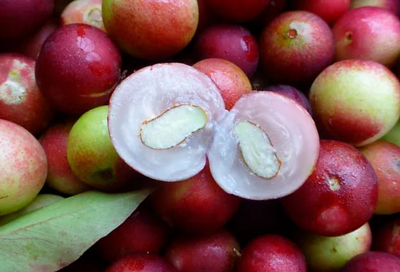 Camu-camu: a fruta mais ácida da Amazônia guarda a maior dose de vitamina C já medida numa fruta