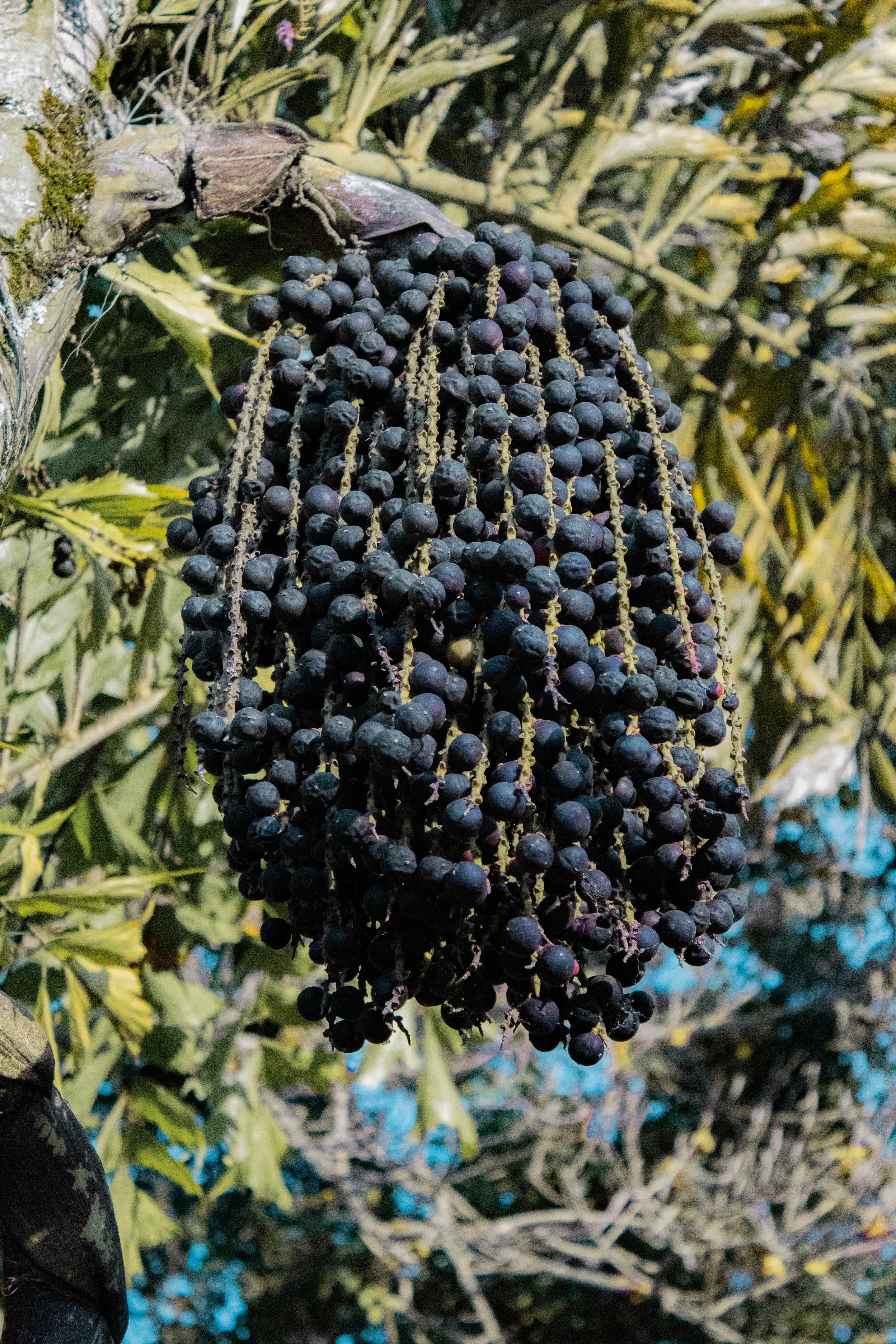 Açaí: a fruta símbolo da Amazônia tem benefício e risco que a ciência já comprovou