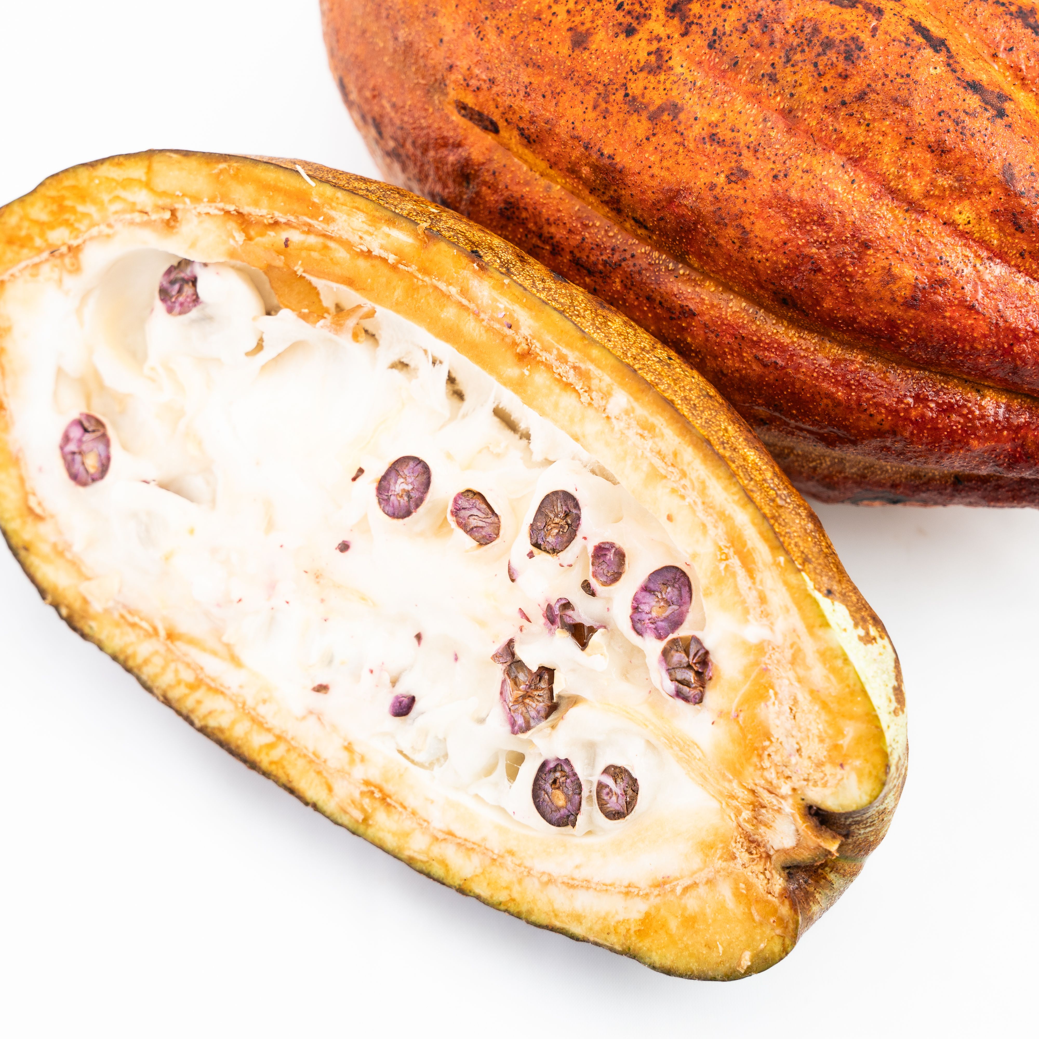 Cumaru: a semente amazônica cobiçada em perfumes que esconde um limite químico