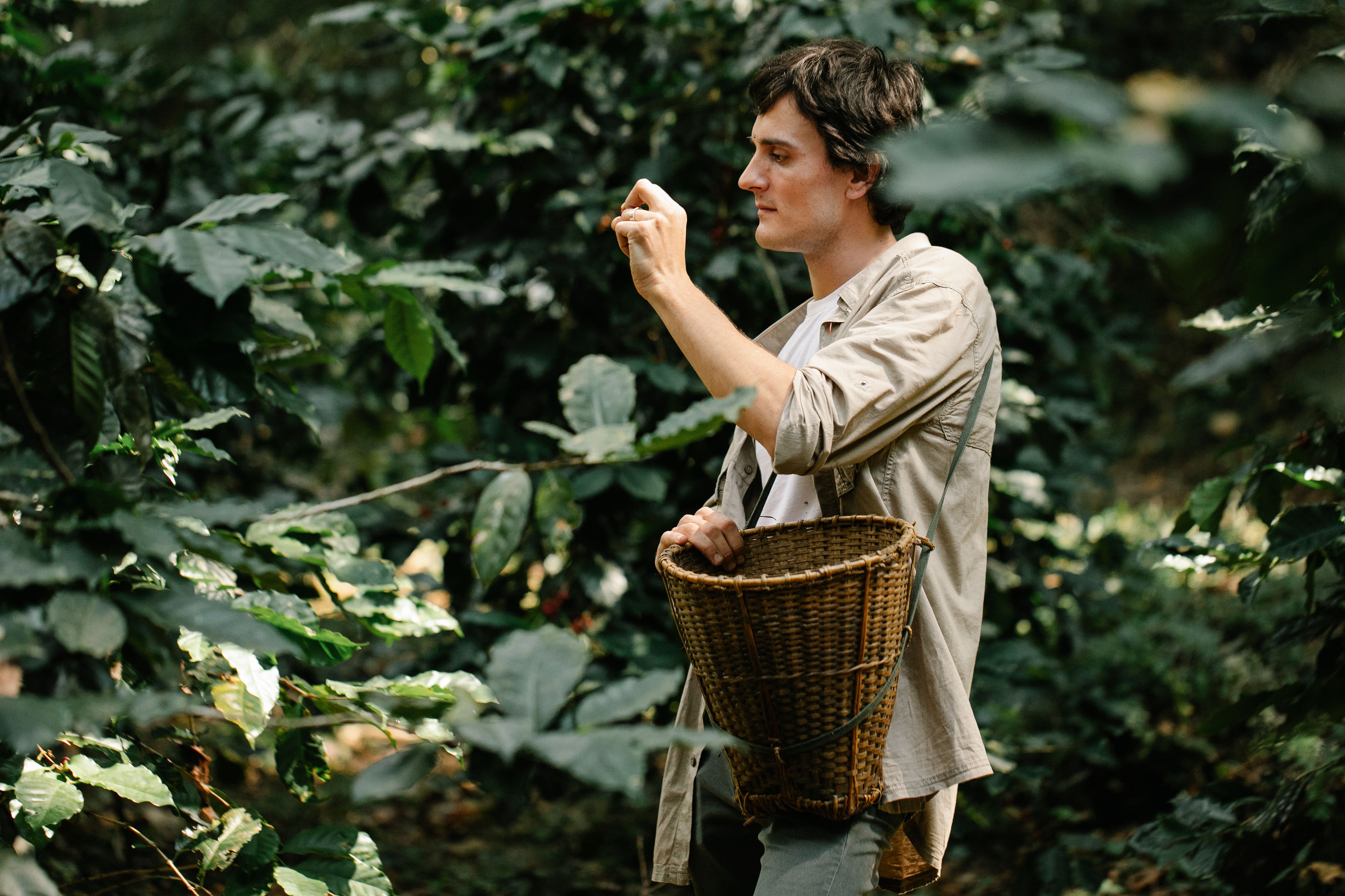 Neste Dia Internacional do Café, lavouras crescem 340% no interior do Amazonas