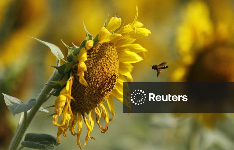 Cargas de óleo de girassol com destino à Índia correm risco de cancelamento ou atrasos