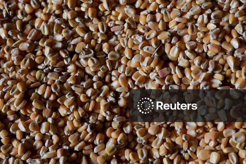 USDA mantém projeções de safras de soja e milho do Brasil