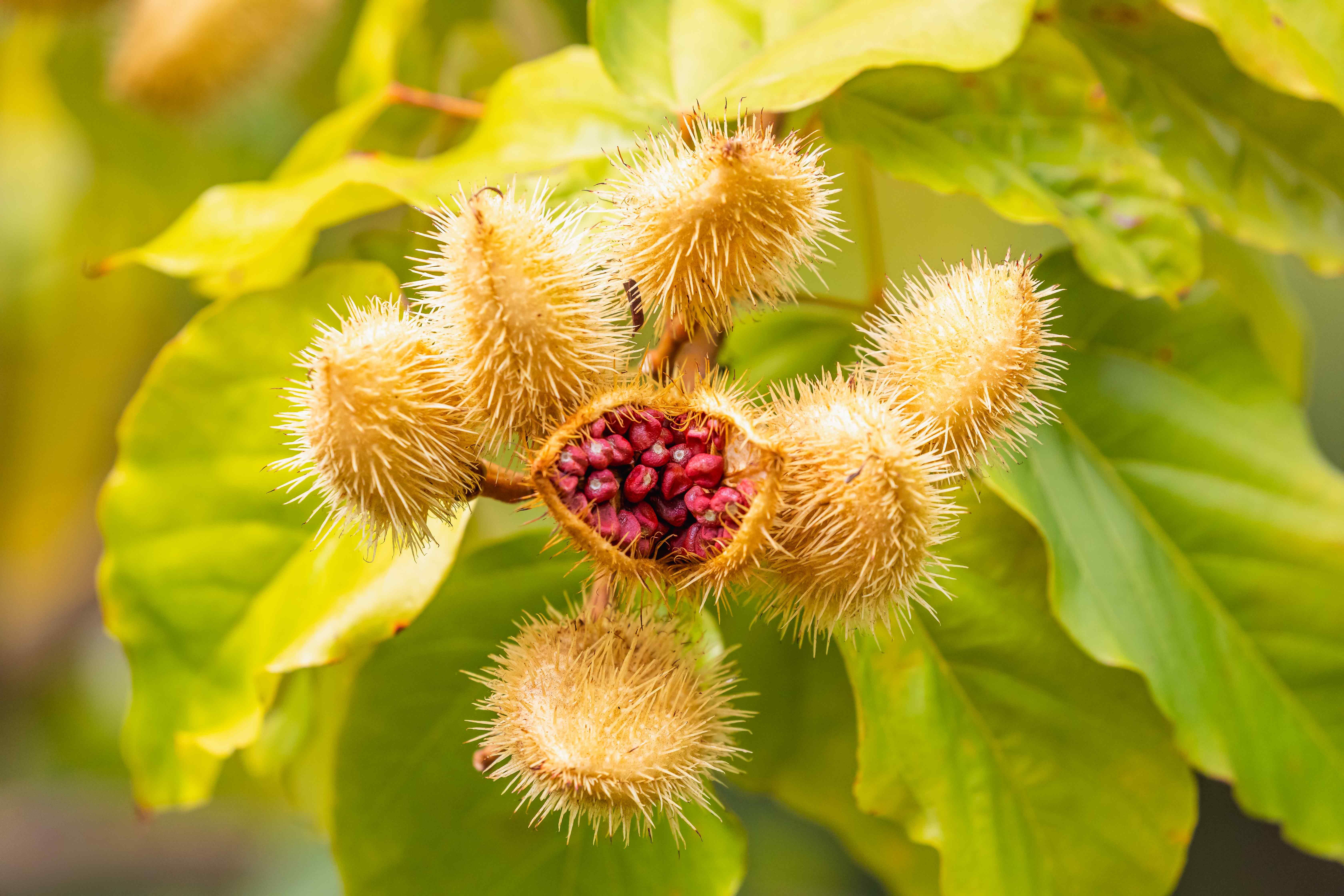 Urucum: a semente que pintava guerreiros indígenas e hoje é testada pela ciência contra inflamação