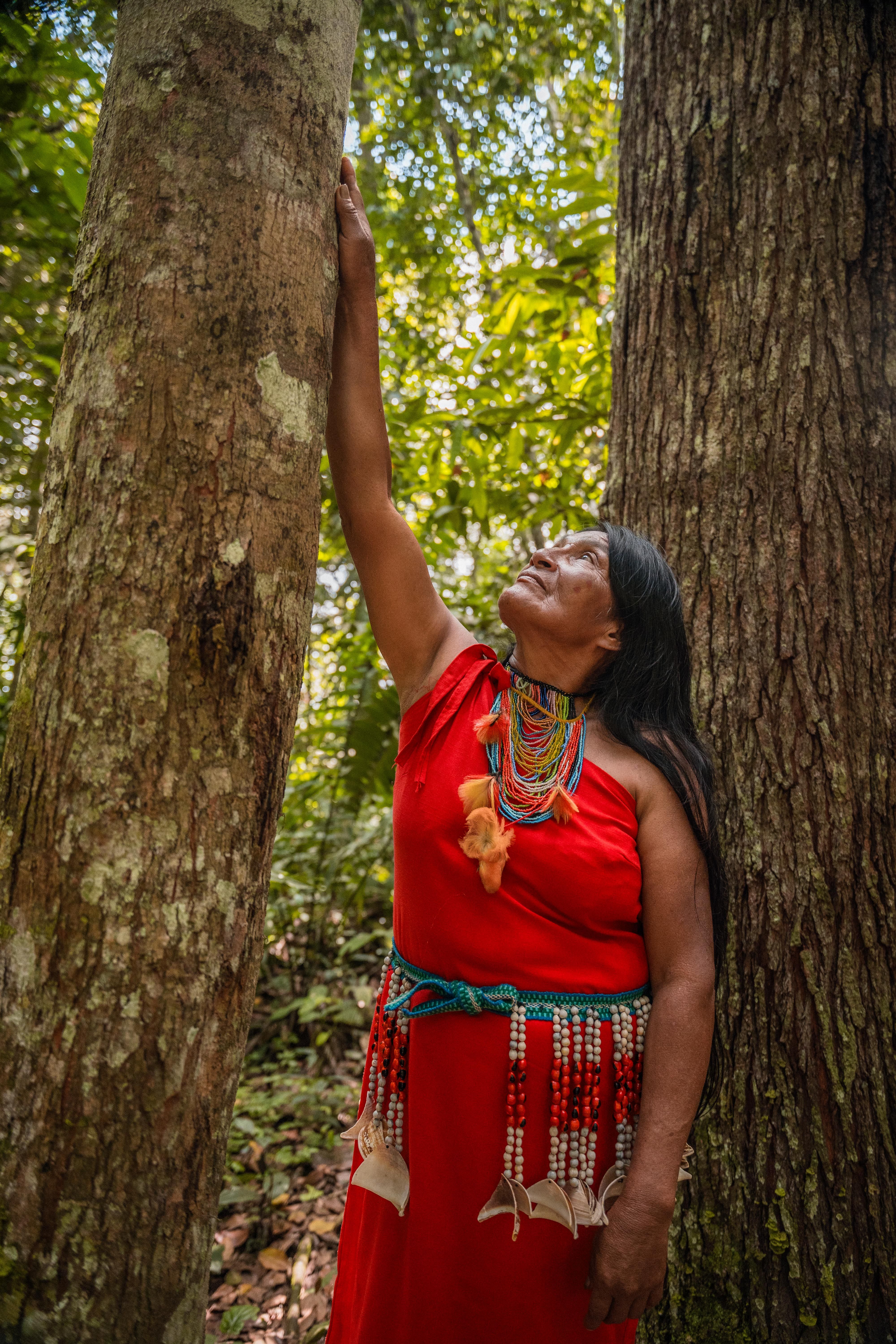 Ucuuba: a árvore amazônica que virou sabão e cosmético, mas guarda um alcaloide que exige respeito