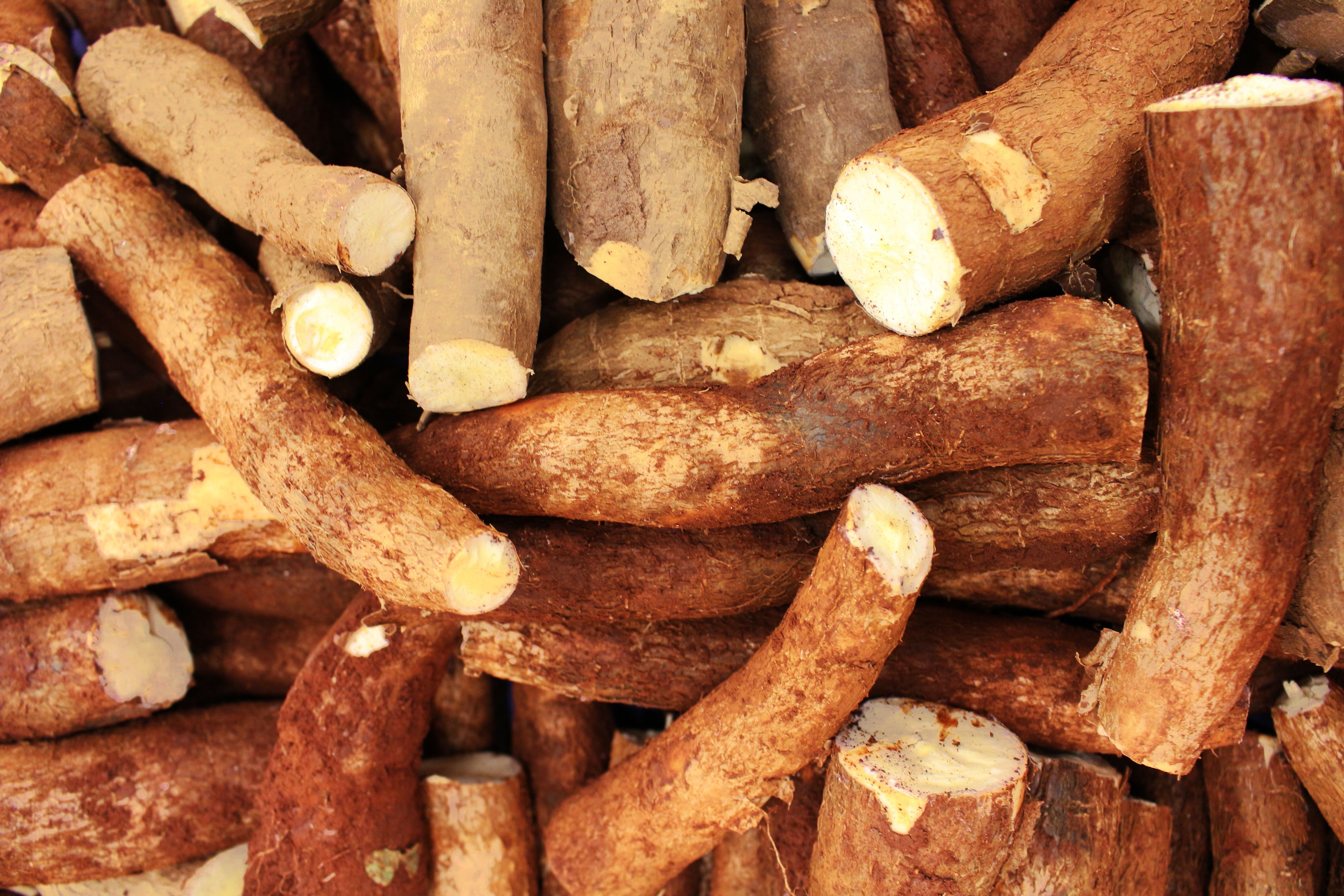 No Dia Mundial da Alimentação, agricultura familiar do Amazonas mostra força fora das grandes vitrines