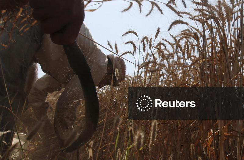Estatal egípcia volta ao mercado e adquire 5 cargas de trigo, dizem operadores
