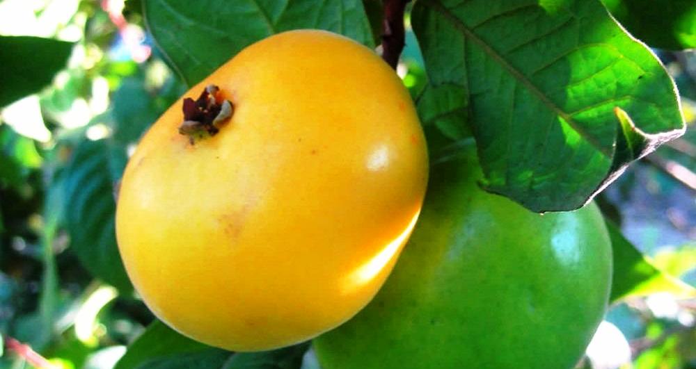 Araçá-boi: a fruta azeda da Amazônia que mantém poder antioxidante mesmo depois da digestão